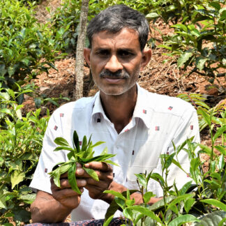 Black Tea Organic Fair-trade per KG