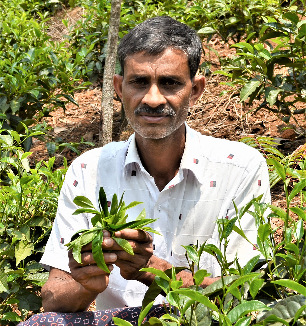 Black Tea Organic Fair-trade per KG
